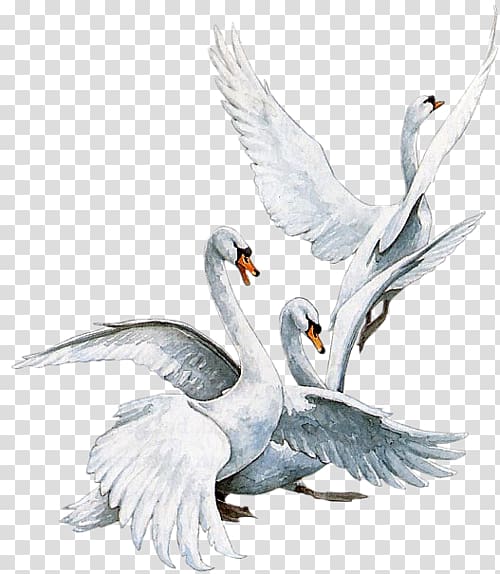 Bird Mute swan Tundra Swan Duck, Bird transparent background PNG clipart