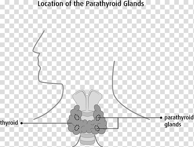 Parathyroid gland Endocrine gland Thyroid disease Cancer, Endocrine System transparent background PNG clipart