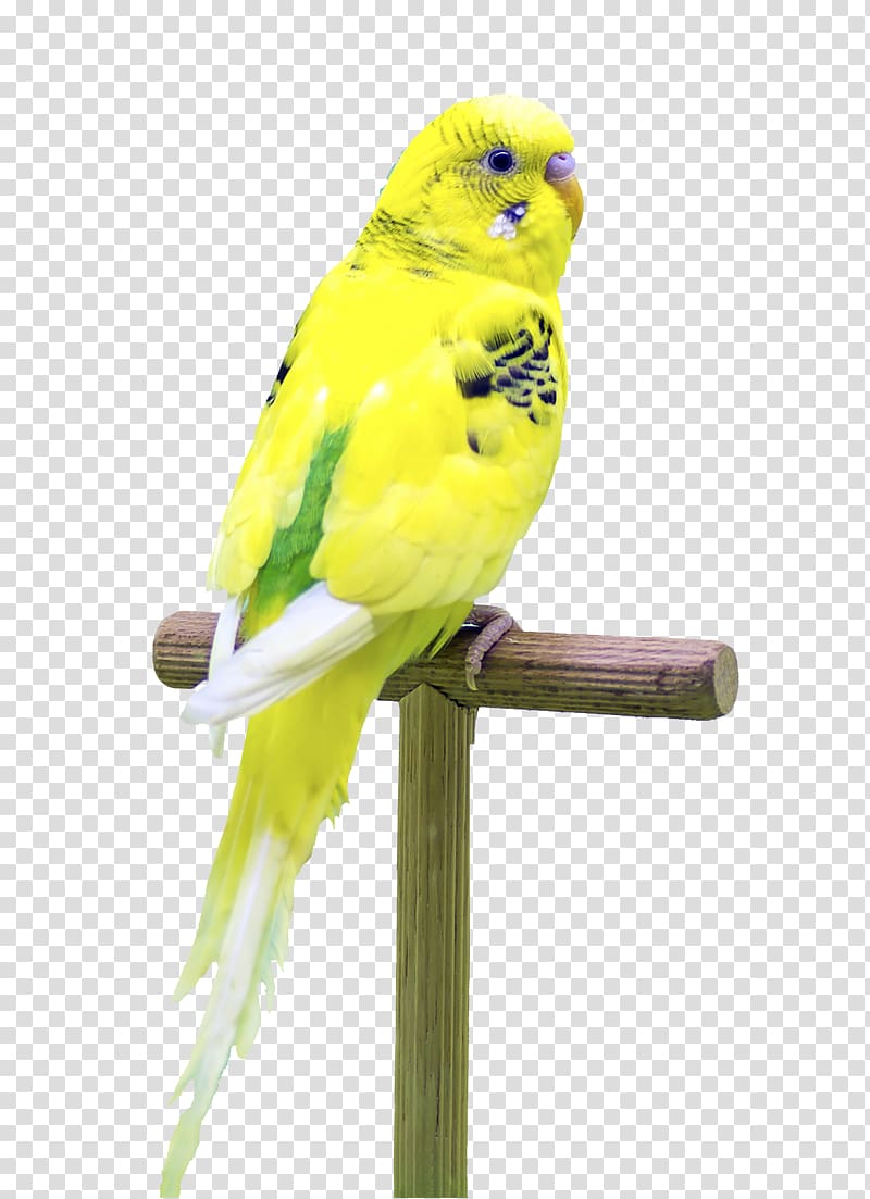 Budgerigar Parrot Bird, Standing parrot transparent background PNG clipart