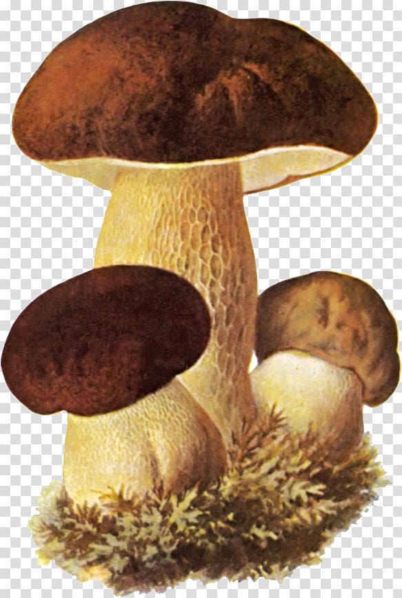 Boletus edulis Edible mushroom Fungus Birch bolete, mushroom transparent background PNG clipart