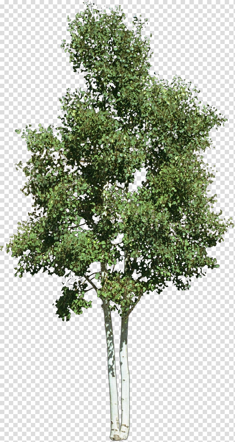 green leafed tree illustration, Look at trees , bushes transparent background PNG clipart