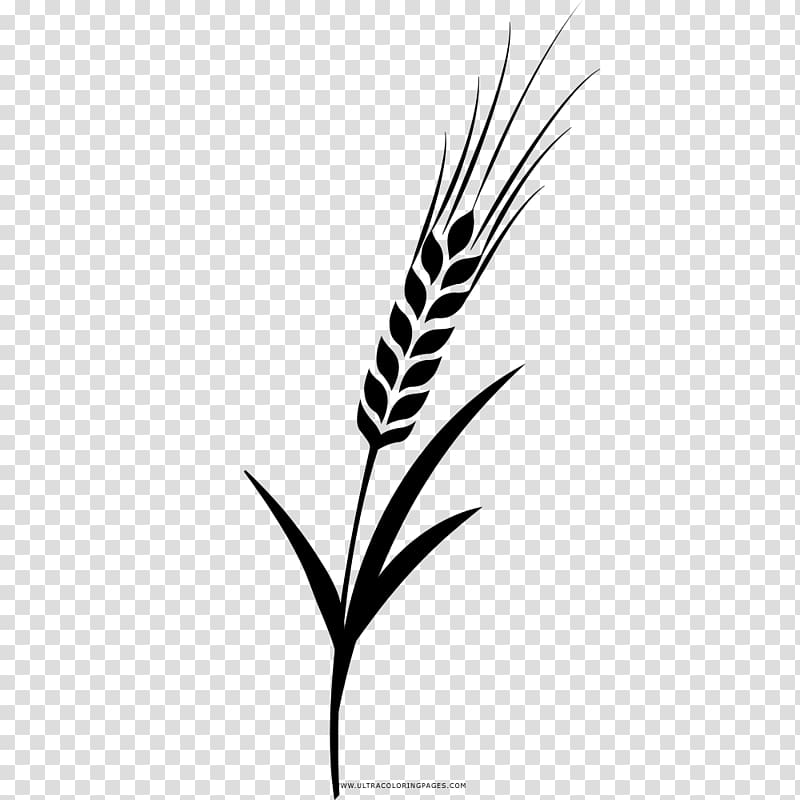 Barley Drawing Coloring book Grasses, barley transparent background PNG clipart