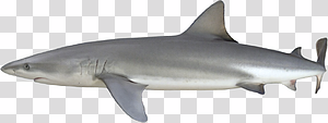 Great White Shark Side View transparent background PNG clipart thumbnail