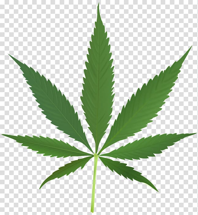 Cannabis Leaf Legalization Bong , cannabis transparent background PNG clipart