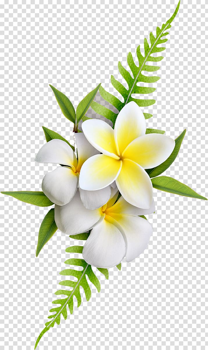 Four white flowers illustration, Frangipani Flower , frangipani