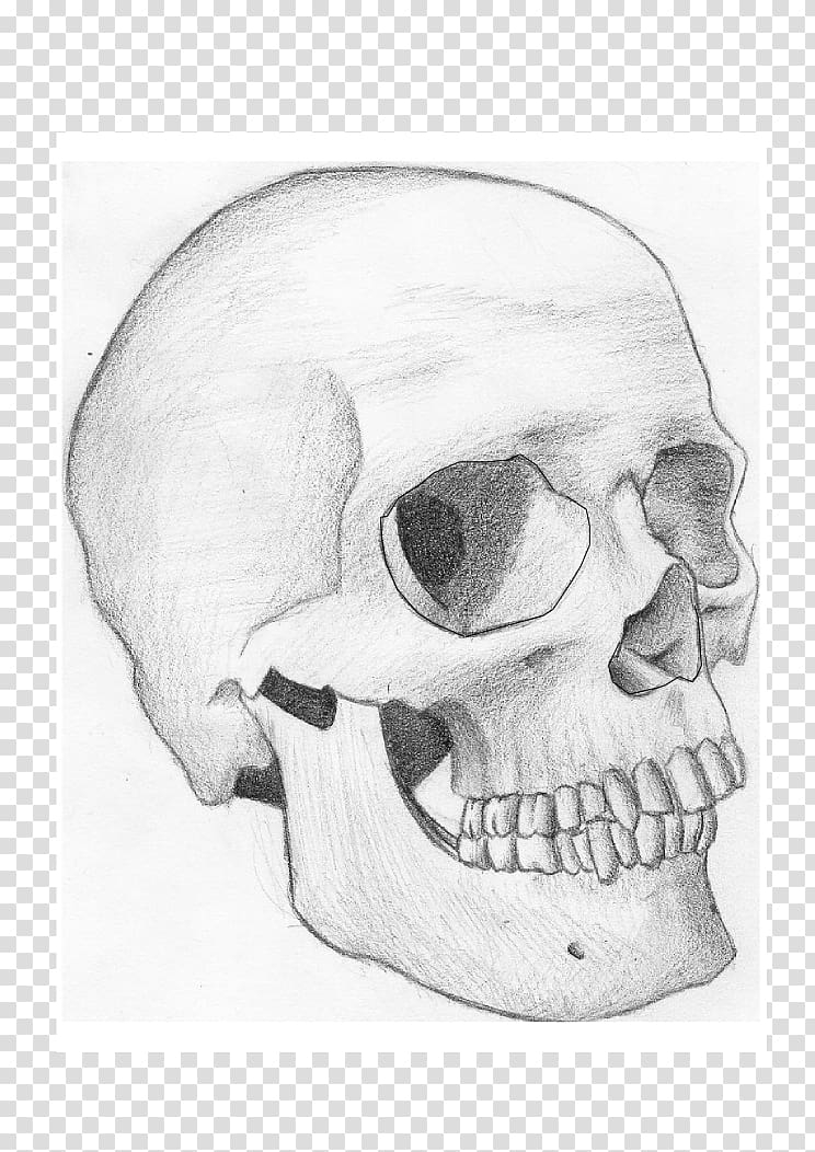 Snout Jaw Mouth Sketch, skull transparent background PNG clipart