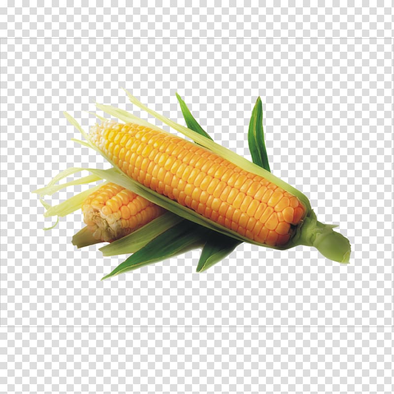 Maize Corncob Icon, corn transparent background PNG clipart