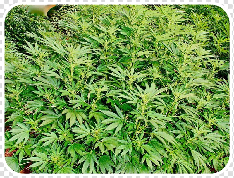 Cannabis sativa Autoflorecientes Haze Kush, cannabis transparent background PNG clipart