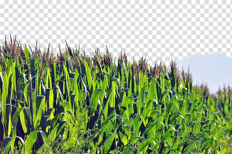 Crop Corn flakes Popcorn Maize, Corn transparent background PNG clipart