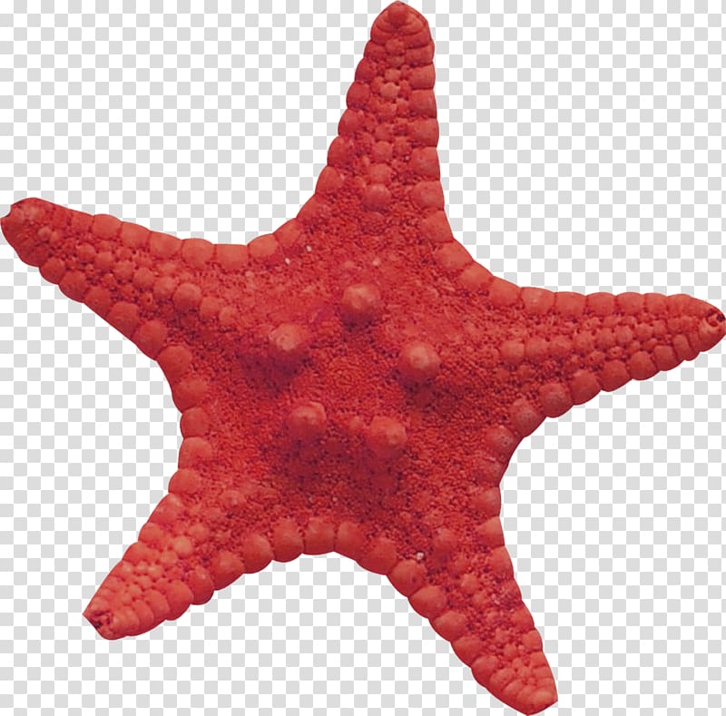 Starfish Material Lossless compression, starfish transparent background PNG clipart