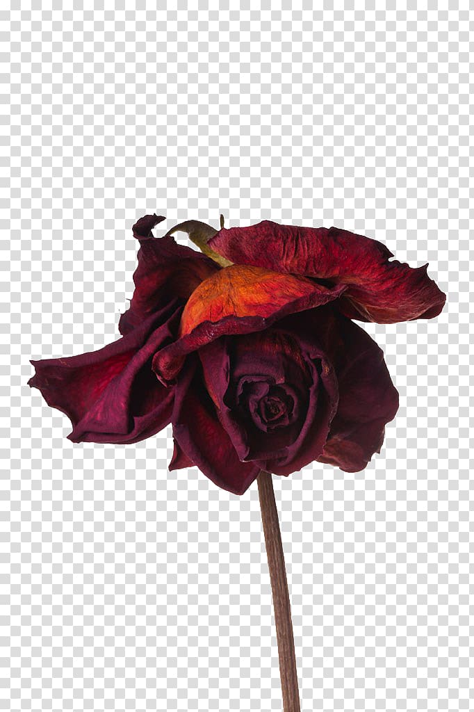 dried red rose, Rose Flower preservation, Red dry roses transparent background PNG clipart
