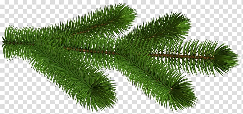 Pine Fir Branch , Branch transparent background PNG clipart