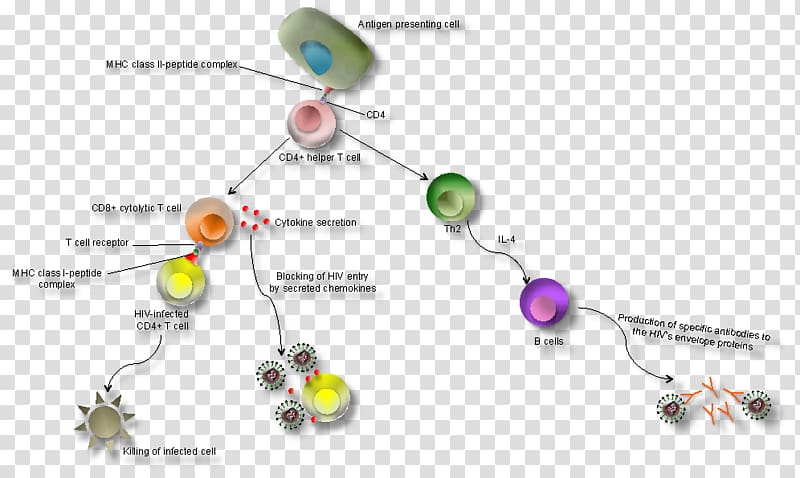 Immune system AIDS HIV Immunodeficiency Virus, a number of cancer virus cell bodies transparent background PNG clipart