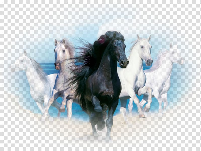Andalusian horse Desktop White Wild horse Black, others transparent background PNG clipart