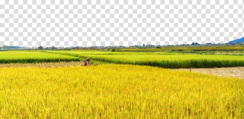 man standing on rice field under blue sky, Paddy Field Rice Oryza sativa, Dali rice fields transparent background PNG clipart
