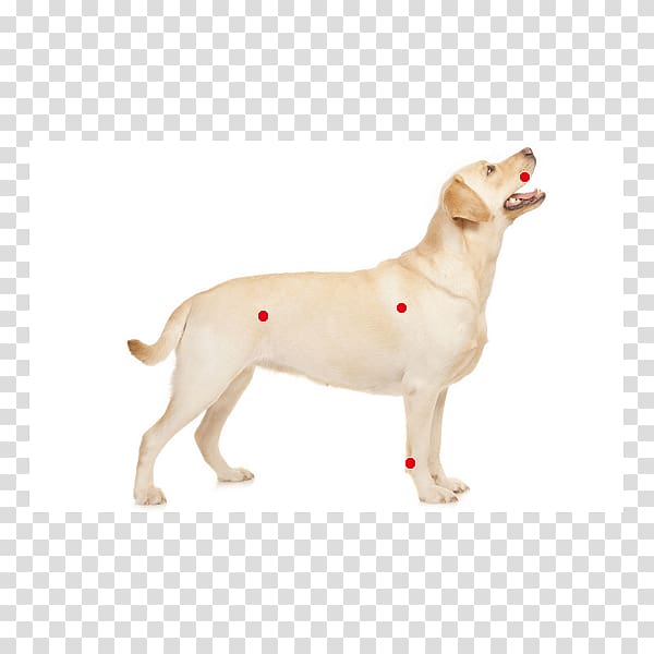 Labrador Retriever Puppy Dog breed Dog harness Brustgeschirr, puppy transparent background PNG clipart