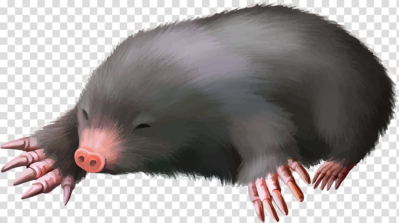 European mole, Animals Little Mouse transparent background PNG clipart