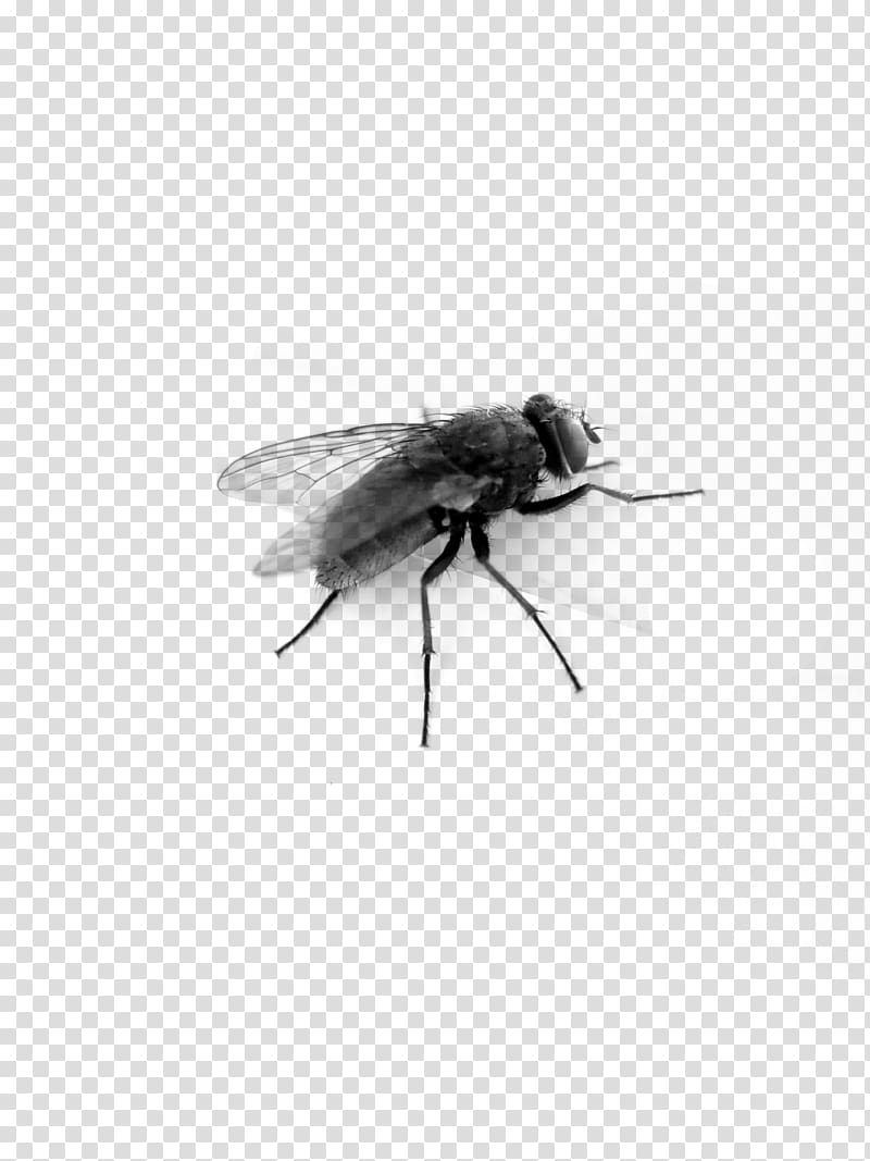 Bee Insect wing Black and white Insect wing, Fly transparent background PNG clipart