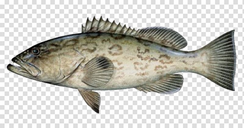 Black grouper Mycteroperca microlepis Florida Fishing, Fishing transparent background PNG clipart