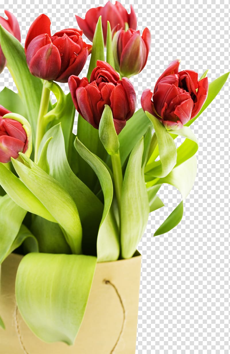 Desktop High-definition video Flower 1080p Display resolution, tulip transparent background PNG clipart