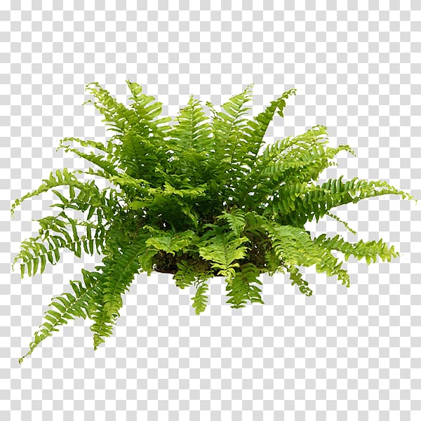 Sword fern Houseplant Bird\'s-nest fern Plants, plants transparent background PNG clipart