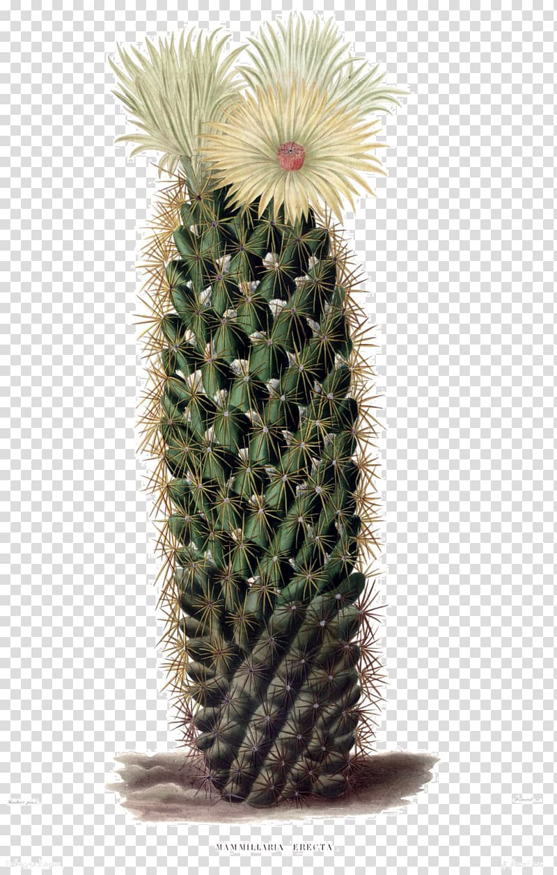 green cactus plant, The Cactaceae Coryphantha erecta Botanical illustration, Rectangle transparent background PNG clipart