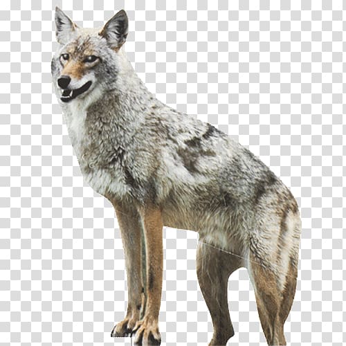 Jackal, coyote transparent background PNG clipart