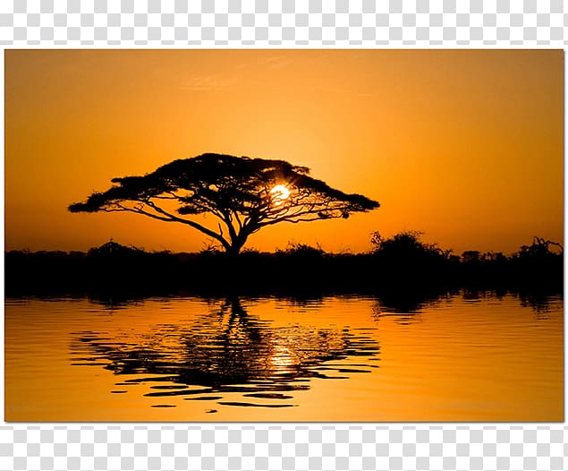 Wattles Tree Africa Sunset Wall decal, tree transparent background PNG clipart