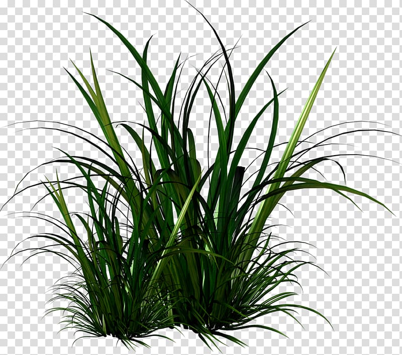 Ornamental grass Computer Icons , bamboo transparent background PNG clipart