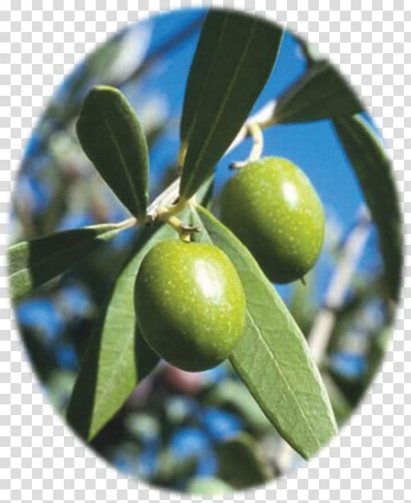 Mediterranean Basin Mediterranean cuisine Olive leaf Olive oil, olive transparent background PNG clipart