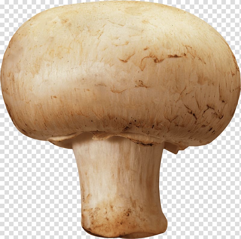 Common mushroom Morchella esculenta Fungus, Mushroom transparent background PNG clipart