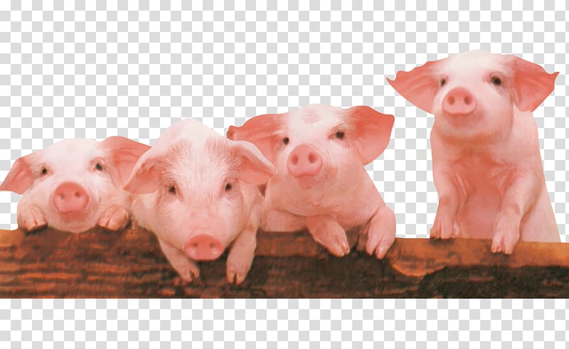 four orange piglets, Piglet The Three Little Pigs, Little pigs transparent background PNG clipart