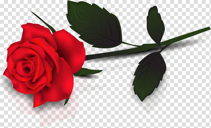 Rose Red , Lovely transparent background PNG clipart