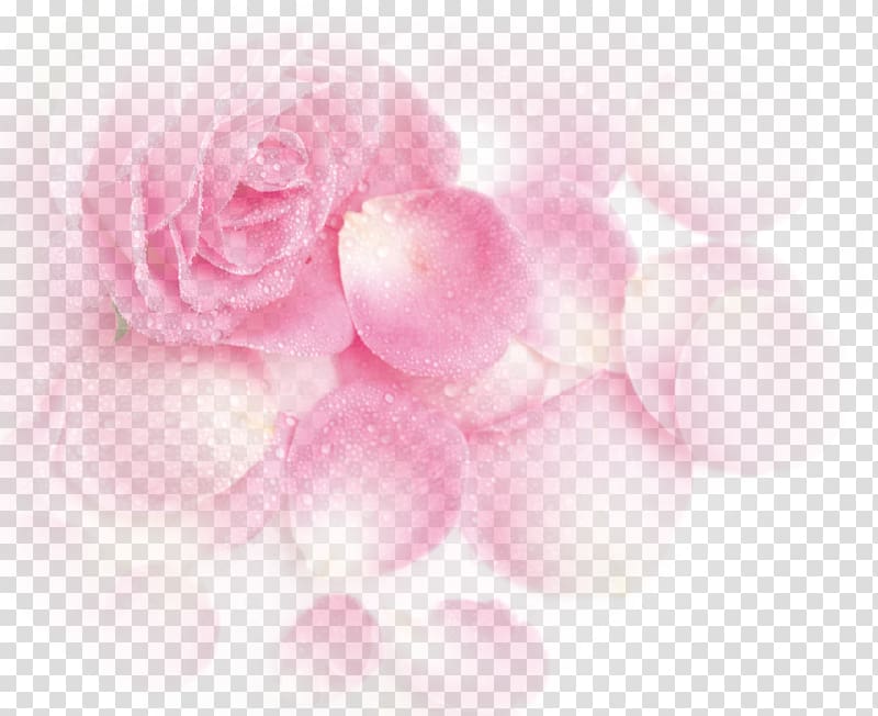 pink rose, Garden roses Beach rose Pink Petal, Pink Dream Rose Flower Petals transparent background PNG clipart