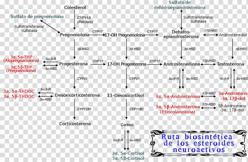 Enciclopedia Libre Universal en Español Encyclopedia Spanish Wikipedia Neurosteroid, steroids transparent background PNG clipart