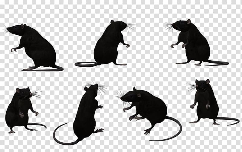 Black rat Animal Muroidea Silhouette, rat transparent background PNG clipart
