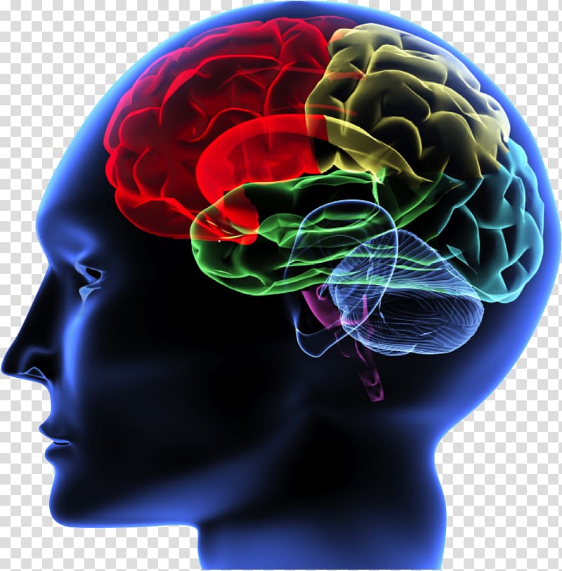 Brain Rules Principles of Neural Science Human brain Neuroimaging, Brain transparent background PNG clipart