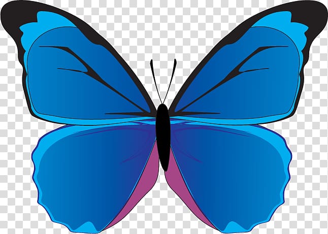 Butterfly Blue morpho , butterfly transparent background PNG clipart