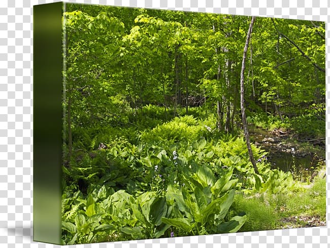 Biome Vegetation Woodland Flora Nature reserve, Summer Landscape transparent background PNG clipart