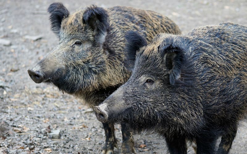 Wild boar Boar hunting Pig farming African swine fever, boar transparent background PNG clipart