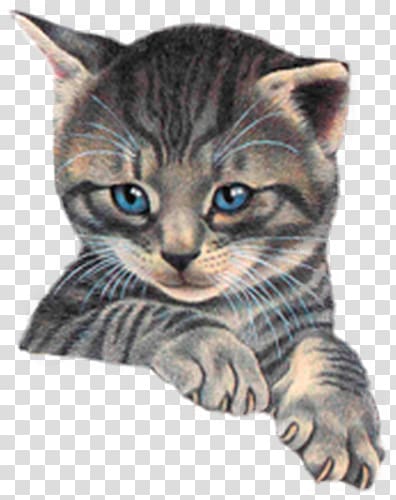 a kitten transparent background PNG clipart