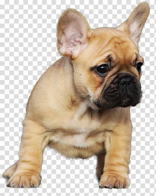 French Bulldog Staffordshire Bull Terrier Pug Puppy, bulldog transparent background PNG clipart