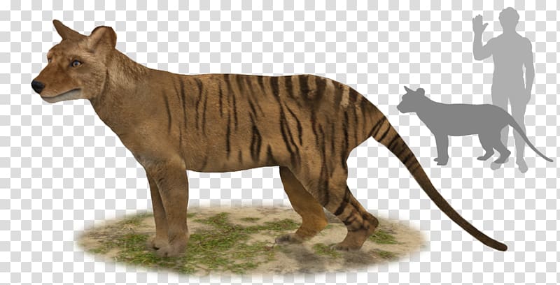 Tiger Tasmanian devil Thylacine Thylacinus potens, tiger transparent background PNG clipart