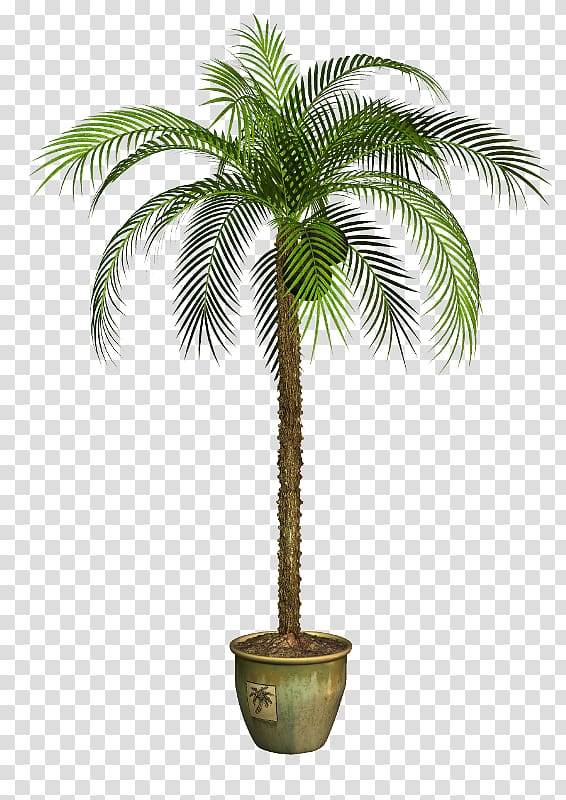 Asian palmyra palm Babassu Coconut Flowerpot Oil palms, coconut transparent background PNG clipart