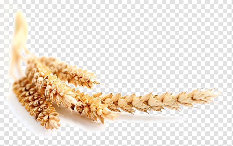brown wheat, Wheat Maize Ear Grain Cereal, Wheat and wheat transparent background PNG clipart