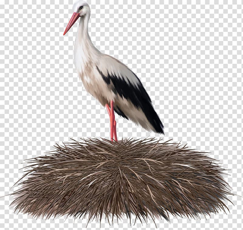 White stork Bird nest Crane, Crane transparent background PNG clipart