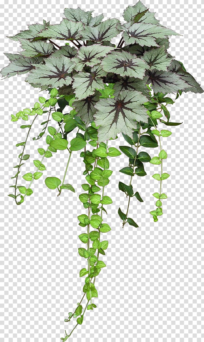 Flowerpot Plants Portable Network Graphics, Soylent Green 2 transparent background PNG clipart