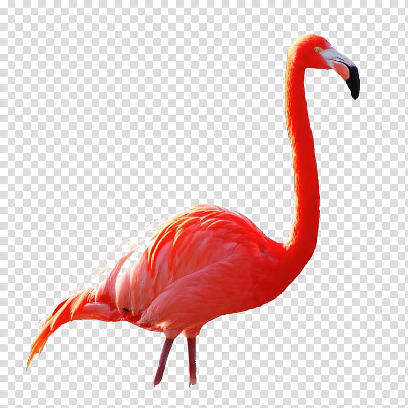 Beak Ibis, Flamingos Printing transparent background PNG clipart