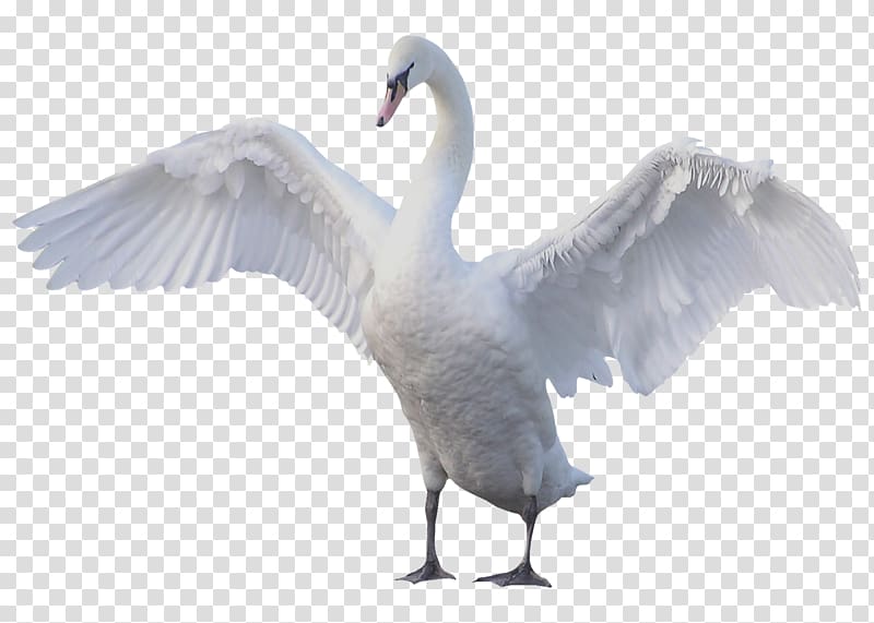 Goose Mute swan Bird Black swan, goose transparent background PNG clipart