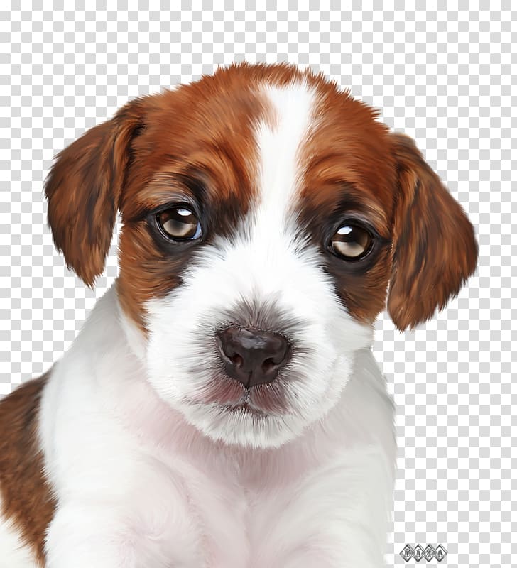 Jack Russell Terrier Puppy Veterinary medicine Paraveterinary worker Veterinarian, puppy transparent background PNG clipart